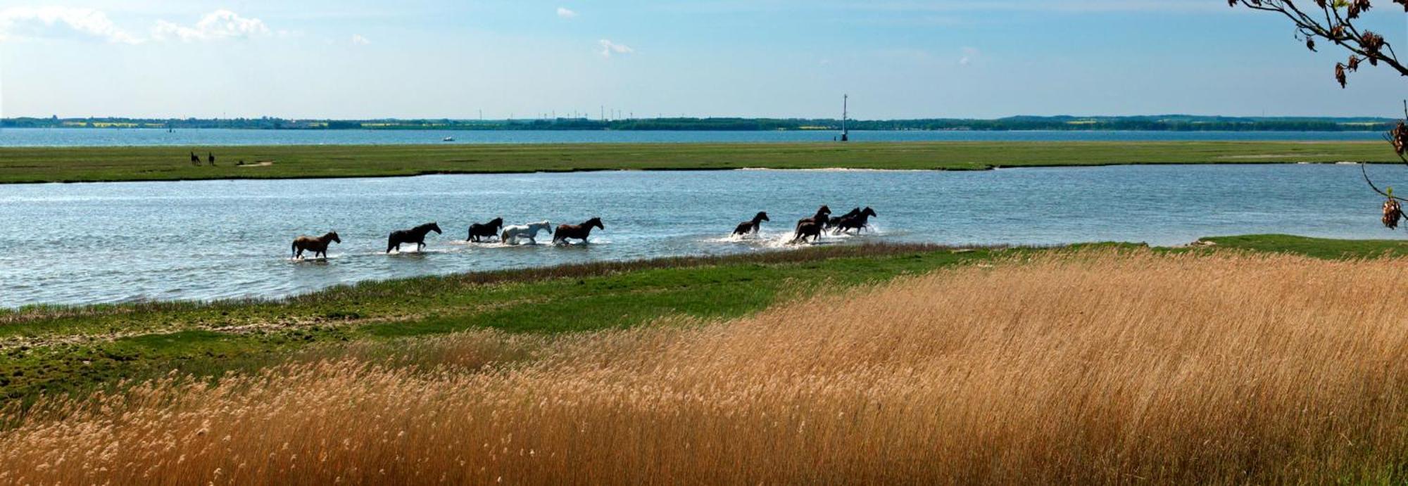 Apartmán Insel-Idyll Sonnenschein Insel Poel Exteriér fotografie